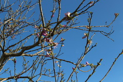 Bauhinia variegata variegata