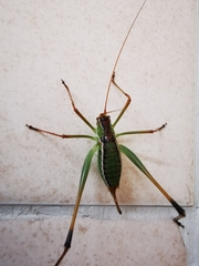 Obolopteryx brevihastata