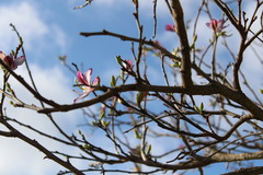 Bauhinia variegata variegata