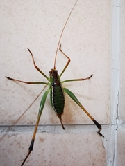 Obolopteryx brevihastata