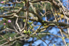 Bauhinia variegata variegata