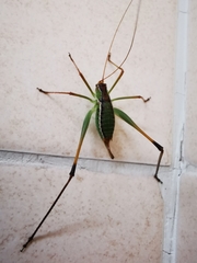 Obolopteryx brevihastata