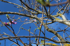 Bauhinia variegata variegata