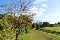 Bauhinia variegata variegata