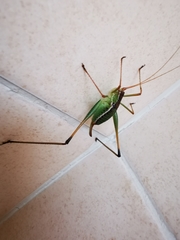 Obolopteryx brevihastata