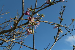Bauhinia variegata variegata