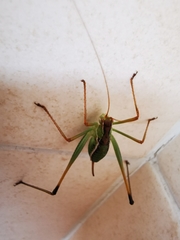 Obolopteryx brevihastata