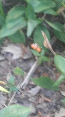 Convallaria