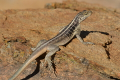 Tropidurus semitaeniatus