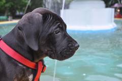 Canis familiaris