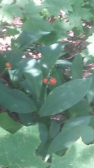 Convallaria