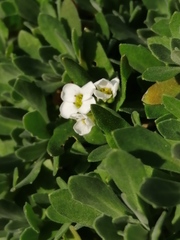 Schivereckia podolica