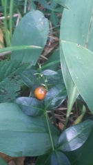 Convallaria