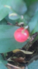 Convallaria