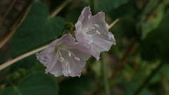 Jacquemontia paniculata