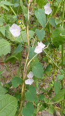 Jacquemontia paniculata