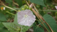 Jacquemontia paniculata