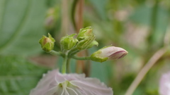 Jacquemontia paniculata