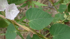Jacquemontia paniculata