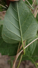 Jacquemontia paniculata