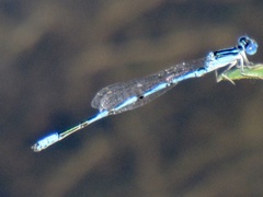 Enallagma basidens