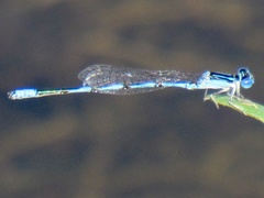 Enallagma basidens