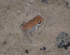 Anaxyrus fowleri