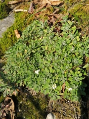 Schivereckia podolica