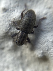 Sitona lineatus