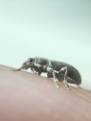 Sitona lineatus