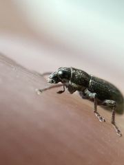 Sitona lineatus
