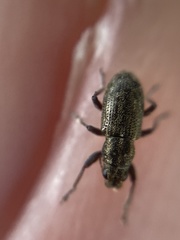 Sitona lineatus
