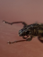 Sitona lineatus
