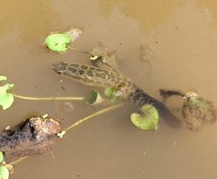Channa argus