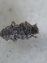 Sitona lineatus