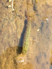 Channa argus
