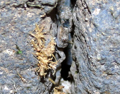 Mediodactylus heterocercus