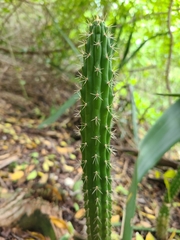 Harrisia aboriginum