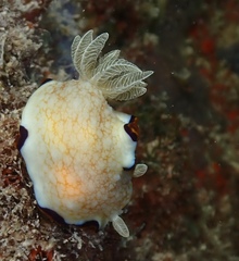Goniobranchus obsoletus