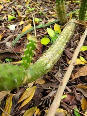 Harrisia aboriginum