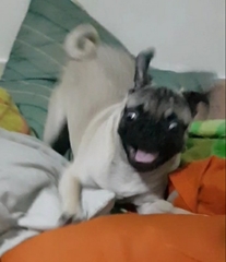 Canis familiaris