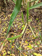 Harrisia aboriginum