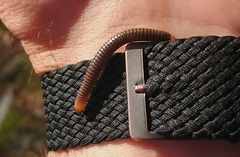 Cylindroiulus fulviceps