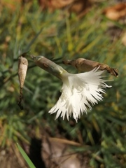 Dianthus acicularis