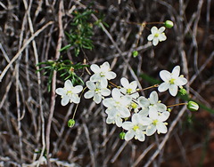 Pharnaceum aurantium