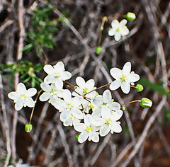 Pharnaceum aurantium