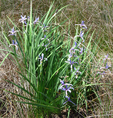 Iris pseudonotha