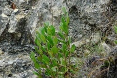 Mandevilla lanuginosa