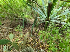 Harrisia aboriginum