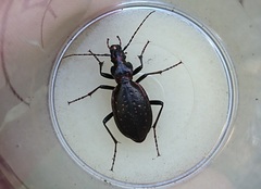 Carabus depressus